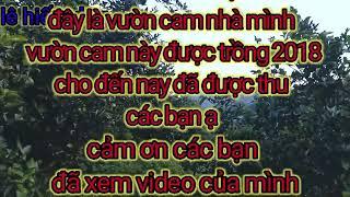 lê hiếu vlogs | Vườn Cam nhỏ