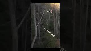 Tree kicker