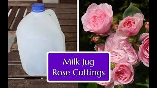 Grow Roses from Cuttings Easy Milk Jug Method!