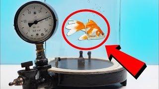 EXPERIMENT: WHAT HAPPENS TO FISH INSIDE THE VACUUM CHAMBER?!?