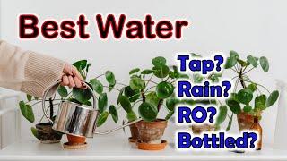 The Best Water for Indoor Houseplants.