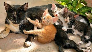 Kitten cute meowing - Kitten calling for mom - Cat play with dogs, fishes, chickens