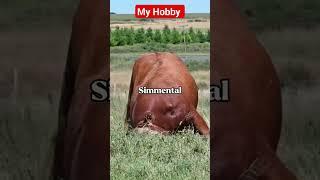 Simmental #bull #buqa #mol #simmental #bulls #novvos #bike