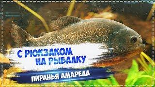 Русская Рыбалка Installsoft Edition 3.7.6 Амазонка КВ Пиранья амарела