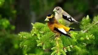 Singing birds in the forest   Sounds of forest birds Morning in the forest.