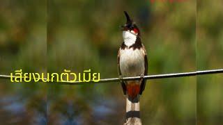 นกหัวจุก birds - เสียงนกกรงหัวจุกตัวเมียดังฟังชัดกระตุ้นนกตัวผู้หรือใช้ต่อคู่...!!