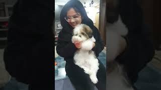 Love dancing//Pooja Chaudhary vlogs #shortvideo