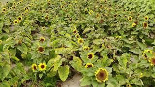 Richmond Sunflower Festival