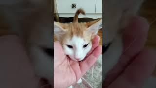 cat #iremcetinalp