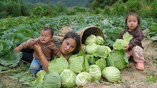 Harvest cabbage to sell at the market - cook giant fish for your children to eat