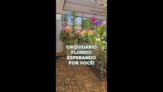 Nosso Orquidário está um sonhoooo!!! | Orquidário Dona Vanda