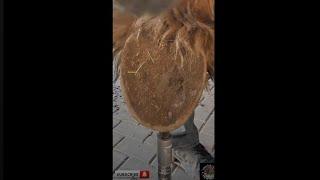 From Start to Finish - Satisfying Hoof Restoration / 4K Farrier Asmr.