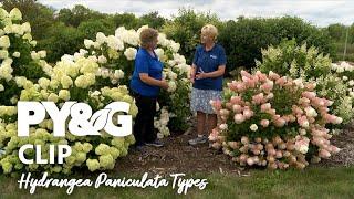 Hydrangea Paniculata Types | Growing Hydrangeas | Prairie Yard & Garden 3604