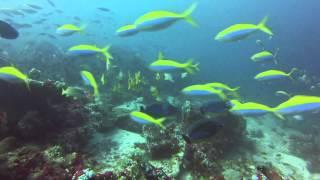 Morning Dives