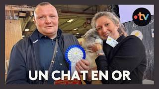 Ce chat élu plus beau mâle de race ragdoll au Salon de l'agriculture