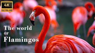 Film 4K the colorful world of flamingos - Relaxing piano music healing