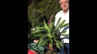 Bromeliad