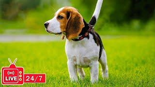 TV for Dogs 24/7: Video Endless Entertainment for Dogs to Watch Anti-Anxiety & Boredom-Music for Dog