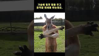 Attack Stance Angry Kangaroo  #shorts #animal