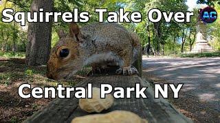 Squirrels Take Over Central Park in Manhattan NYC During New York Lockdown /️ AC