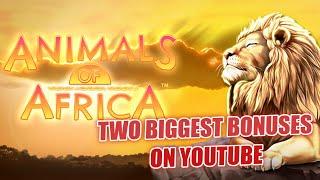 Animals of Africa Slot Big Win Bonus (900X Handpay) Wild Life