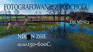 FOTOGRAFOWANIE Z PODCHODU ( RUDZIK , SARNY , DZIKI ) #nikonz6ii #fotografia #przyroda #2024