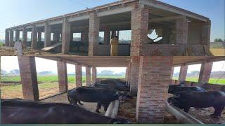 New shed design dairy farm||How to make modern shed 2020