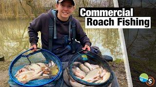 Commercial Roach Fishing - The Oaks Willows Lake