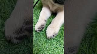 Pawsitive vibes only  #puppy #pets #cute #dog