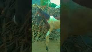 horse lovers #shortvideos #short_ #short_videos #horselover #horse #horsepower