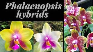 Phalaenopsis hybrids | most beautiful orchids | orchid flowers