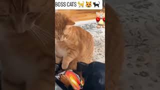 #boss #cats #series