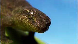 Morning Gecko | The Ultimate Castaway | Benedict Cumberbatch Narrates South Pacific | BBC Earth