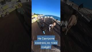 набережная Сочи, особенный вайб. #море#горы#чил#пешийтрип#лайф