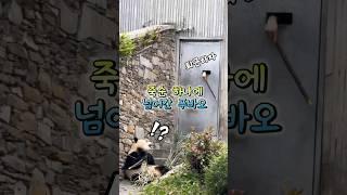 푸바오, 죽순 유혹에 넘어가 퇴근 ! 