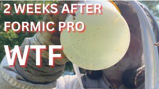 Two weeks after Formic Pro, WTF