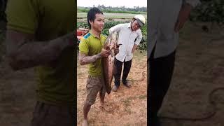 Có ai câu được và nhìn thấy cá lóc 8,6kg chưa?