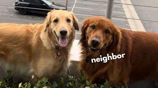 My golden retriever is in love with my neighbors dog