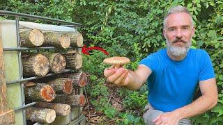 How to Grow Shiitake Mushrooms in Logs