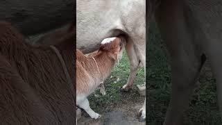 Cute cow calf drinking milk 