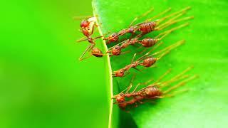 Wildlife Chronicles - Weaver Ants - Borneo