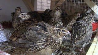 Protein and Calcium requirements of coturnix quail & mixing your own layer feed.