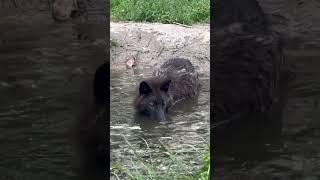 Черный крокодил … #blackwolf #wolf #животные #animals #arcticanimals #крокодил #топ #пруд #акела