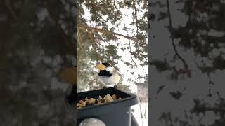 Feeding birds in a blizzard