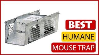  Best Humane Mouse Trap Reviews In 2023  5 Items Tested & Buying Guide