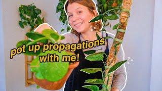 making plants fuller & making new plants | potting up TONS of props