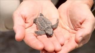 Save the Sea Turtles Give  Back Getaways