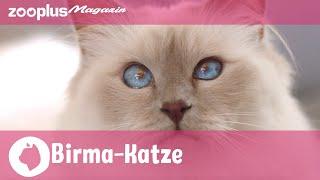 Birma-Katze (Heilige Birma) im Rasseporträt: Charakter, Haltung & Pflege | zooplus Magazin