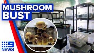 Police bust one of the biggest magic mushroom labs | 9 News Australia