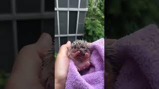 They grow up so fast  Cute Hedgehog  #Shorts